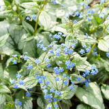 Brunnera macrophylla 'Jack Frost' (6 stuks)