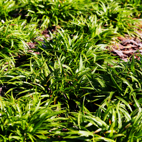 Luzula sylvatica (6 stuks)