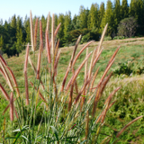 Miscanthus sinensis ‘Zebrinus’ (3 stuks)