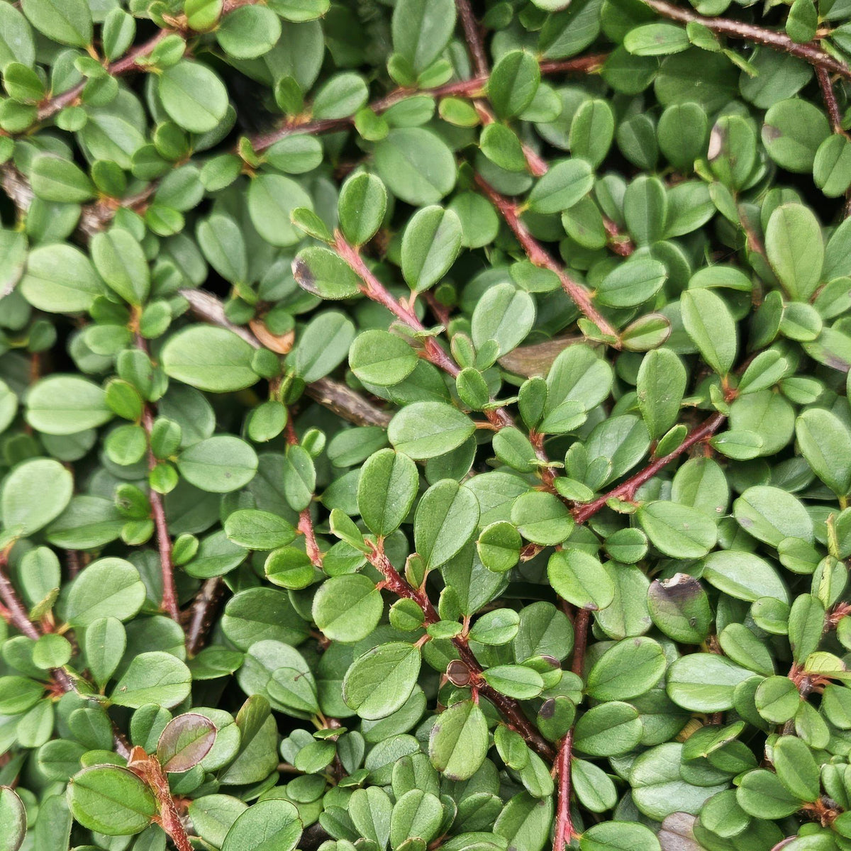 Cotoneaster procumbens 'Streib's Findling' (6 stuks)