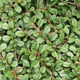 Cotoneaster procumbens 'Streib's Findling' (6 stuks)