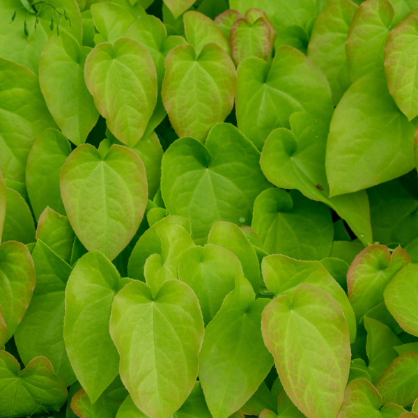 Epimedium x rubrum (6 stuks)