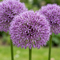 32x Allium Gladiator - Sierui