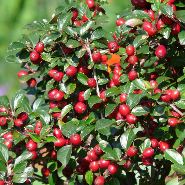 Cotoneaster dammeri (6 stuks)