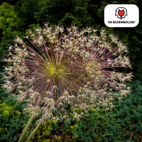 Verpakking — 5x Allium Schubertii