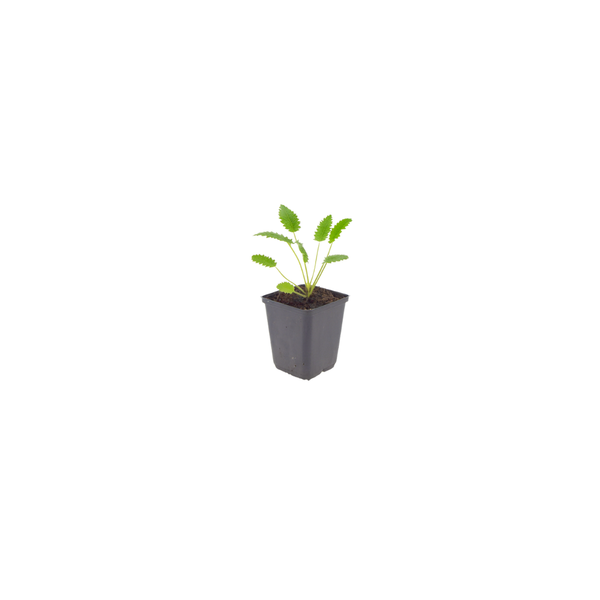 Sanguisorba officinalis 'Tanna' (6 stuks)