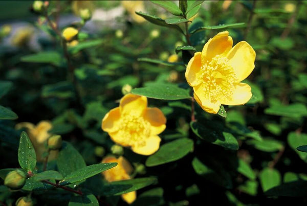Hypericum dummeri 'Peter Dummer' (6 stuks)