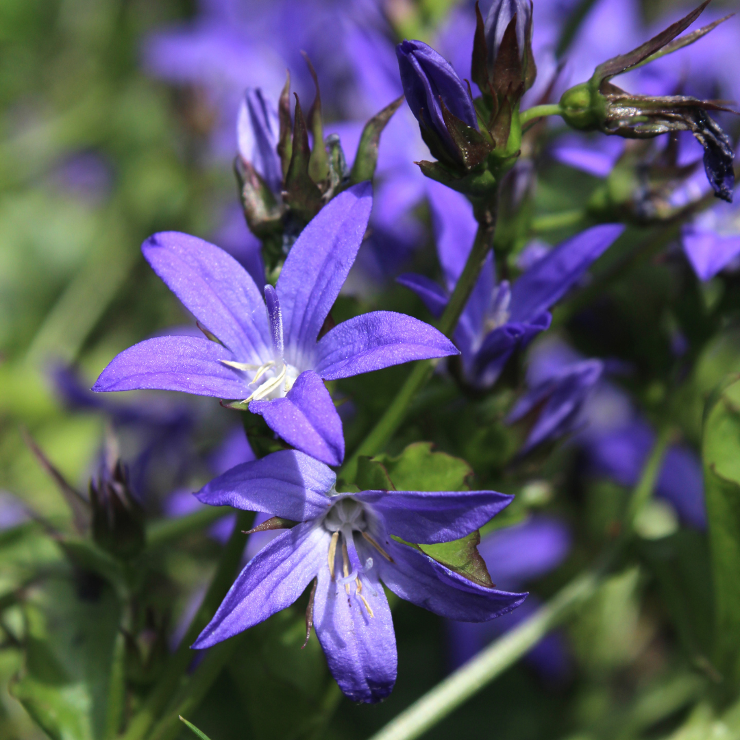 Campanula poscharskyana (6 stuks)