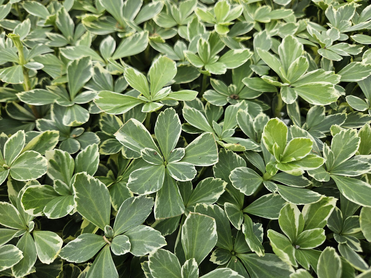 Pachysandra terminalis 'Variegata' (6 stuks)
