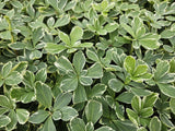 Pachysandra terminalis 'Variegata' (6 stuks)