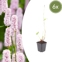 Verpakking — Persicaria bistorta (6 stuks)