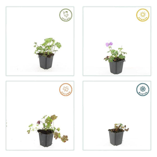 Geranium cantabrigiense 'Cambridge' (6 stuks)
