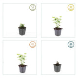 Agastache 'Blue Fortune' (6 stuks)