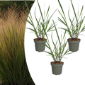 Panicum virgatum ‘Rotstrahlbusch’ (3 stuks)