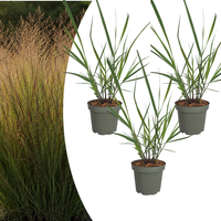 Verpakking — Panicum virgatum ‘Rotstrahlbusch’ (3 stuks)