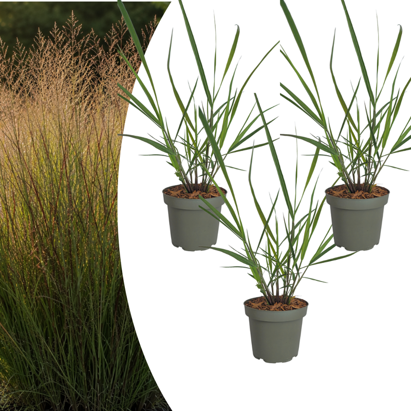 Panicum virgatum ‘Rotstrahlbusch’ (3 stuks)