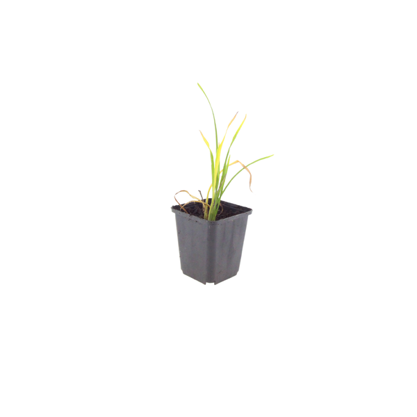 Hemerocallis 'Stella de Oro' (6 stuks)