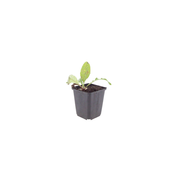 Echinops ritro (6 stuks)