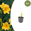 Hemerocallis 'Stella de Oro' (6 stuks)