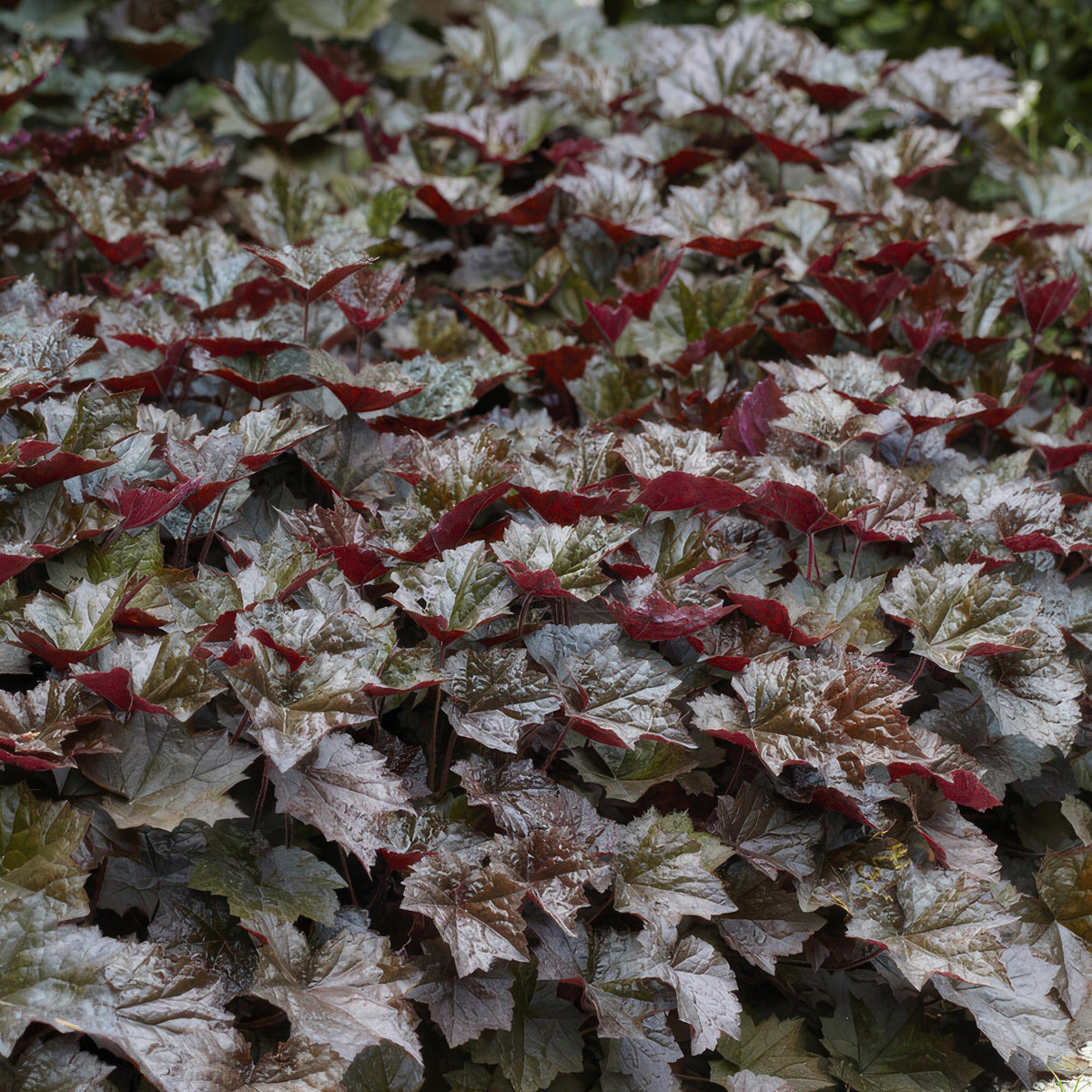 Heuchera micrantha 'Palace Purple' (6 stuks)