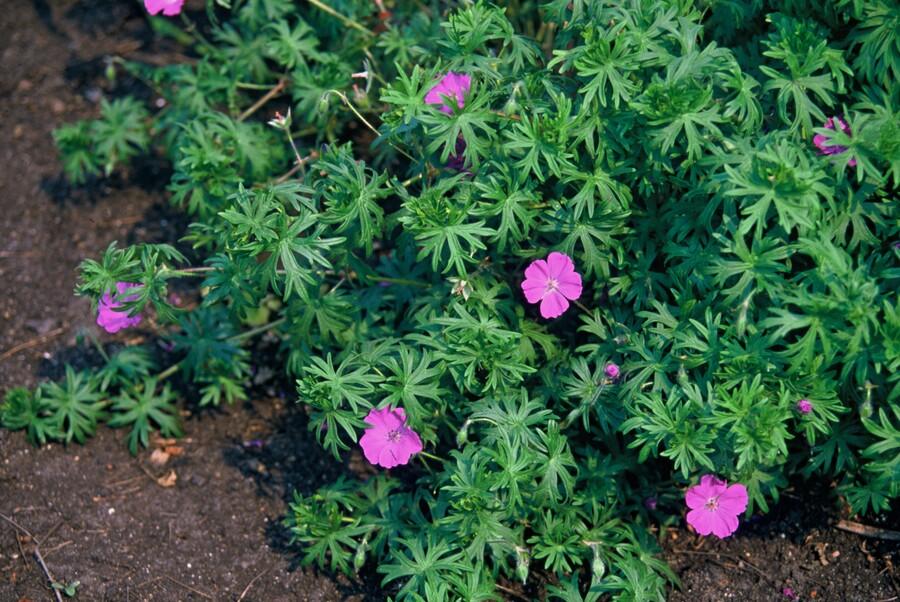 Geranium 'Tiny Monster' (6 stuks)