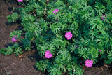 Geranium 'Tiny Monster' (6 stuks)
