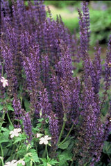 Salvia nemorosa 'Mainacht' (6 stuks)