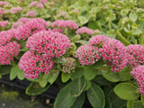 Sedum 'Herbstfreude' (6 stuks)