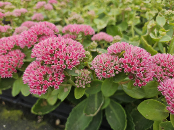 Sedum 'Herbstfreude' (6 stuks)