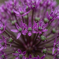 Verpakking — 120x Allium Miami Sierui