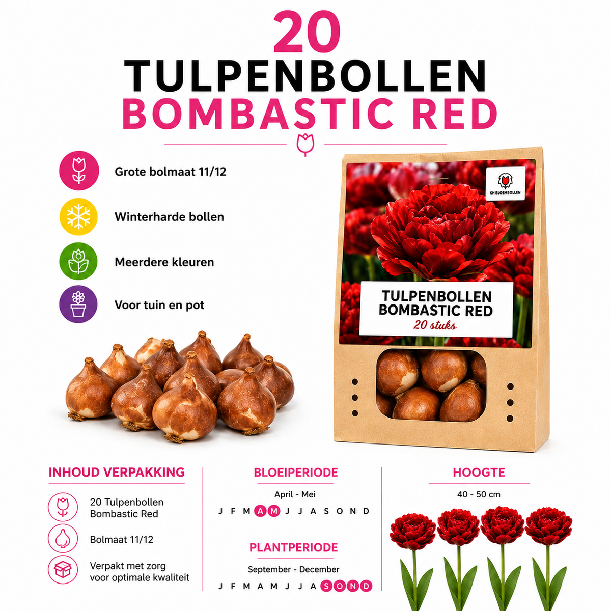 Tulpenbollen Bombastic Red Rode Pioentulp – Dubbelbloemig