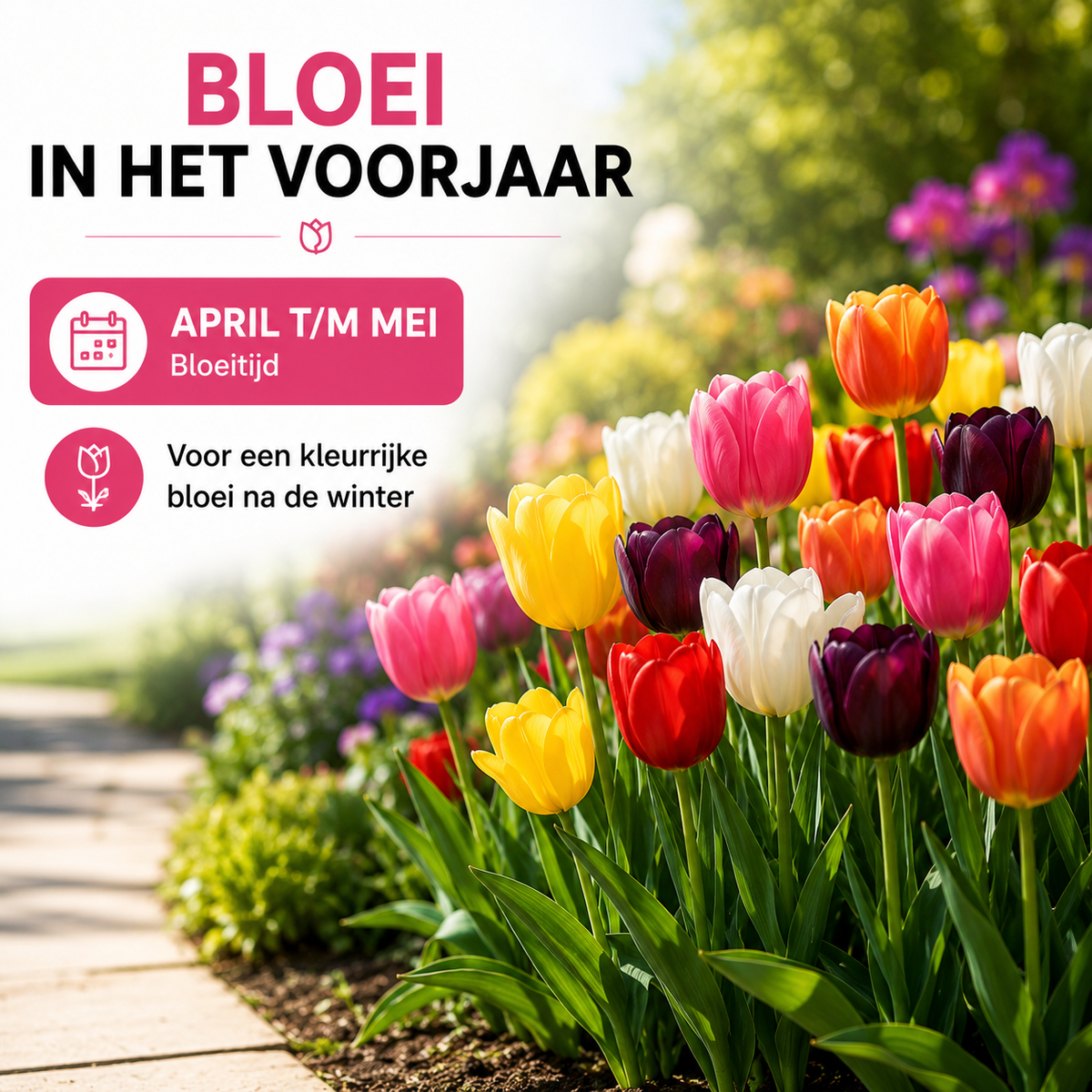 Tulpenbollen Mix - 20 Stuks - Winterhard - Maat 11/12