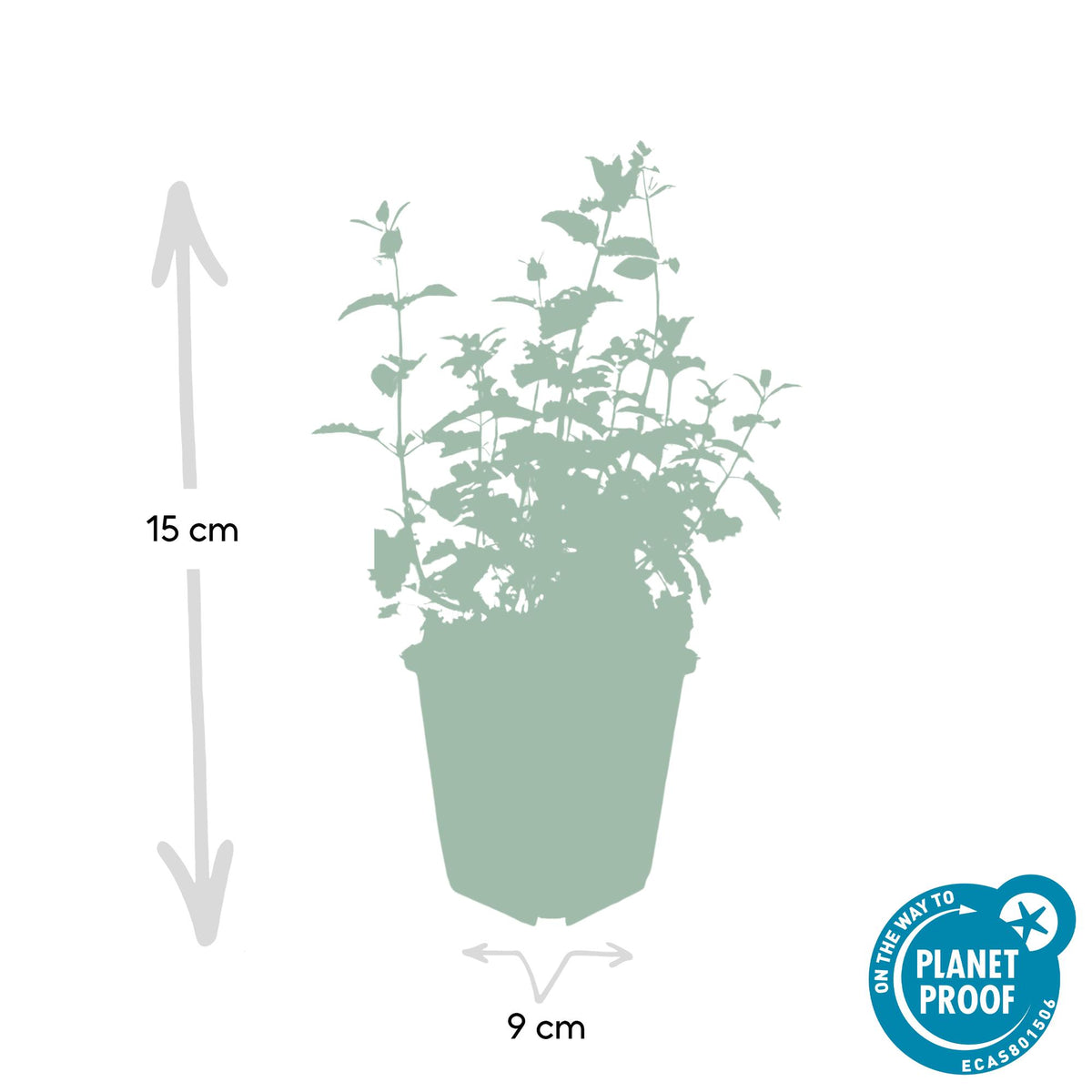Nepeta 'Six Hills Giant' (6 stuks)