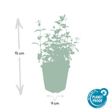 Nepeta 'Six Hills Giant' (6 stuks)