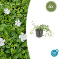Vinca minor 'Gertrude Jekyll' (6 stuks)