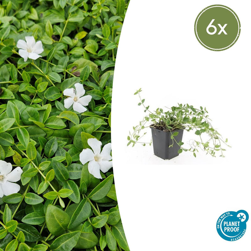 Vinca minor 'Gertrude Jekyll' (6 stuks)