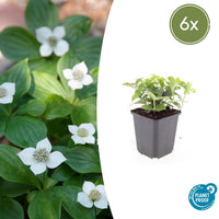 Verpakking — Cornus canadensis (6 stuks)