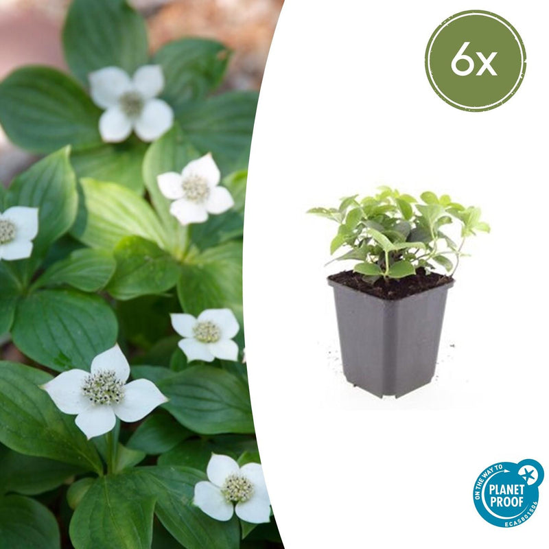 Cornus canadensis (6 stuks)