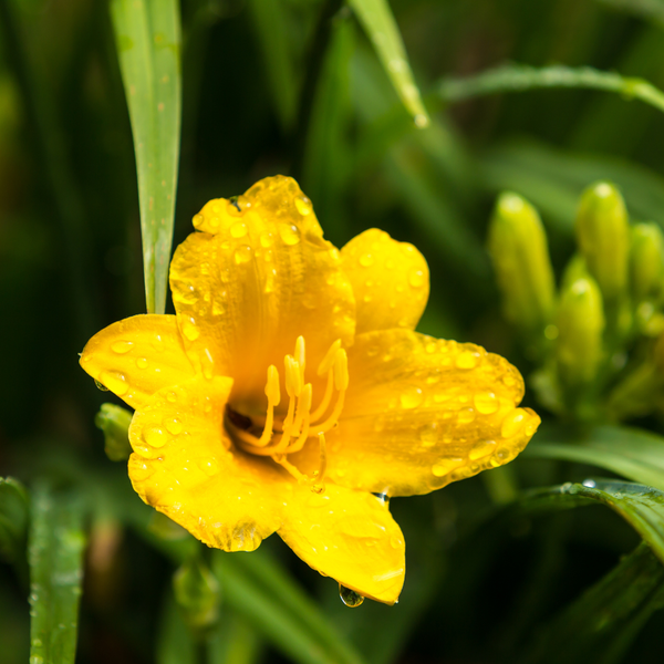 Hemerocallis 'Stella de Oro' (6 stuks)