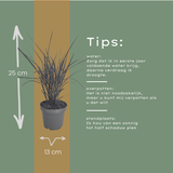 Miscanthus sinensis ‘Zebrinus’ (3 stuks)