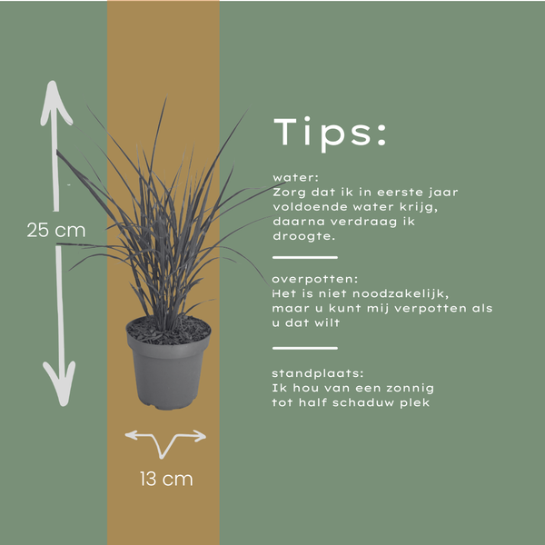 Miscanthus sinensis ‘Zebrinus’ (3 stuks)