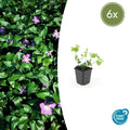 Vinca major (6 stuks)