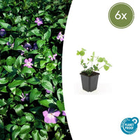 Verpakking — Vinca major (6 stuks)