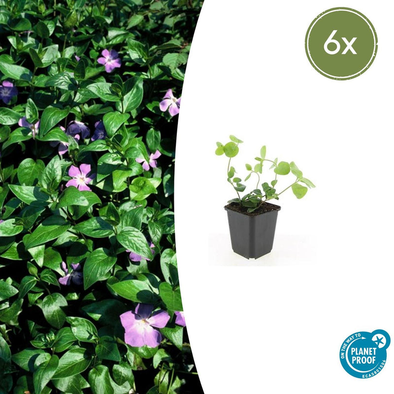 Vinca major (6 stuks)