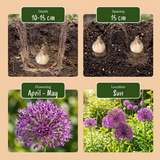 120x Allium Miami Sierui