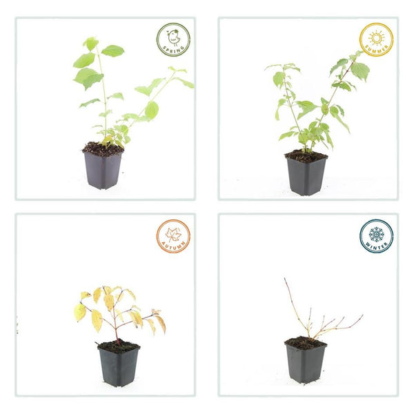 Cornus sanguinea 'Anny's Winter Orange' (6 stuks)