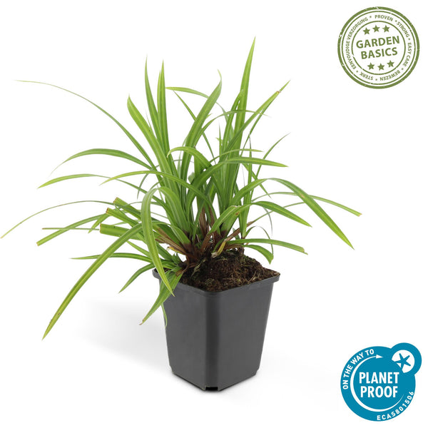 Carex morrowii 'Irish Green' (6 stuks)
