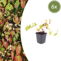Epimedium youngianum 'Niveum' (6 stuks)
