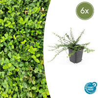 Verpakking — Euonymus fortunei 'Minimus' (6 stuks)