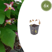 Verpakking — Epimedium x rubrum (6 stuks)